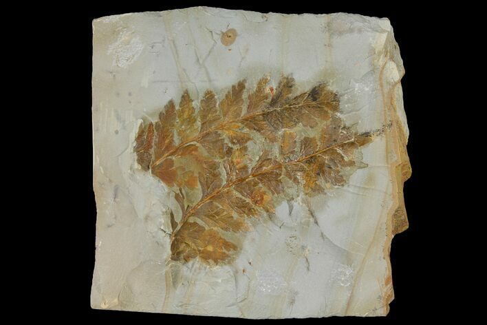 Two Fossil Ferns (Dennstaedtia) - Montana #120835
